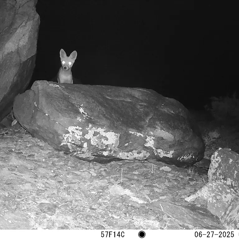 A photograph of Red fox from Koshkar [new] camera trap