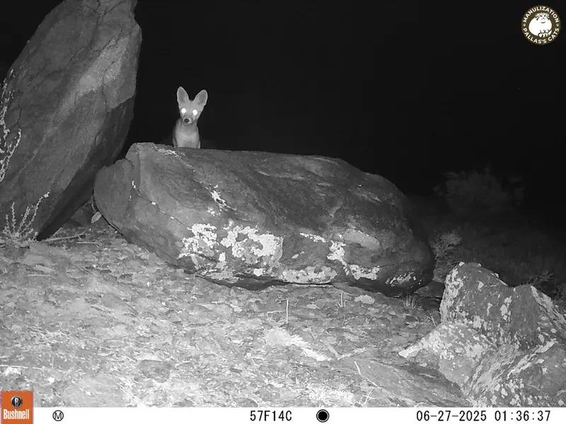 A photograph of Red fox from Koshkar [new] camera trap