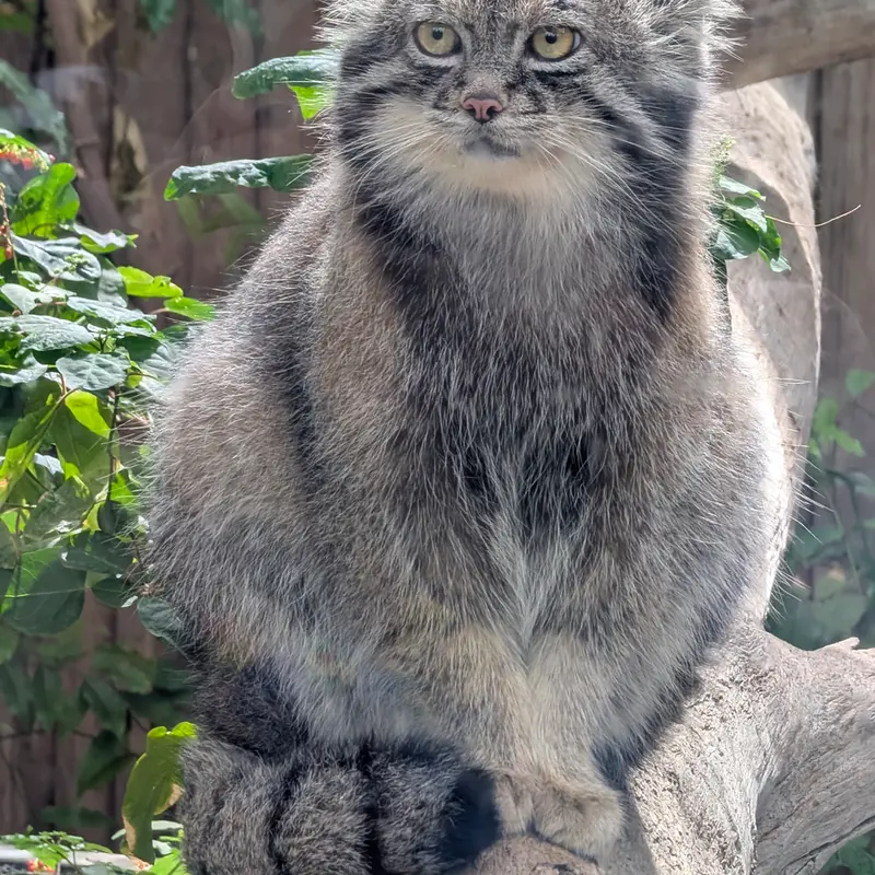 A photograph of Nar in Kobe Animal Kingdom