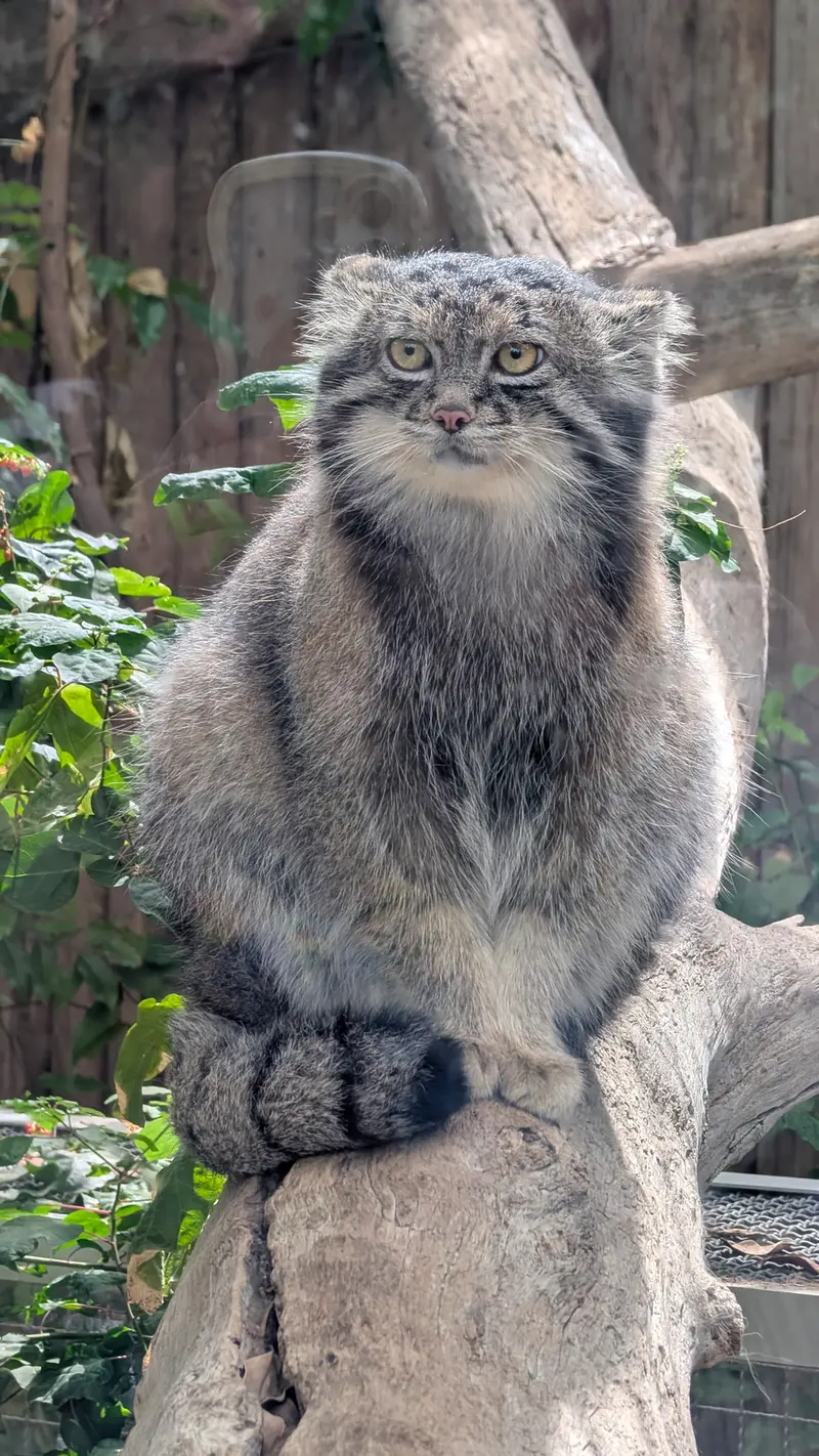 A photograph of Nar in Kobe Animal Kingdom