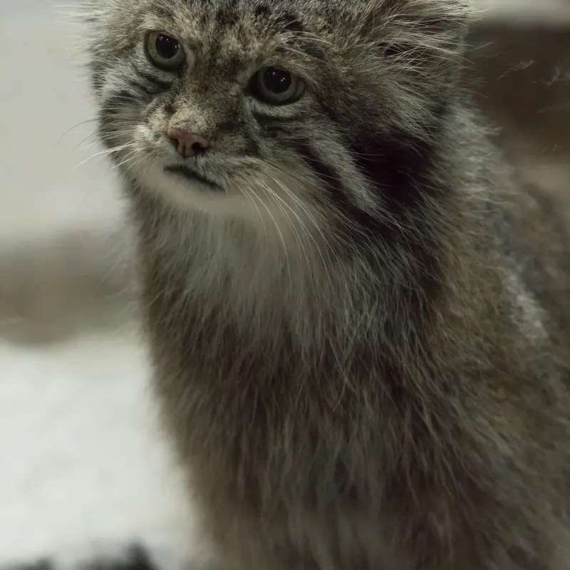 A photograph of Klyon in Ueno Zoological Gardens