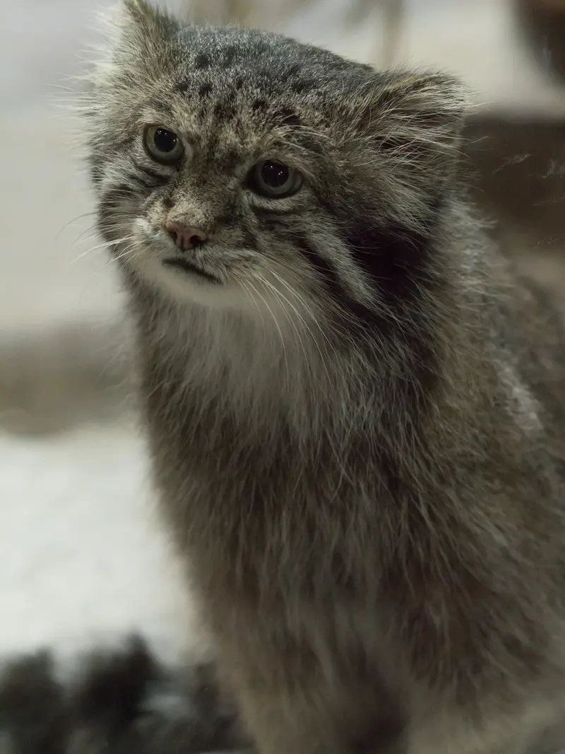 A photograph of Klyon in Ueno Zoological Gardens