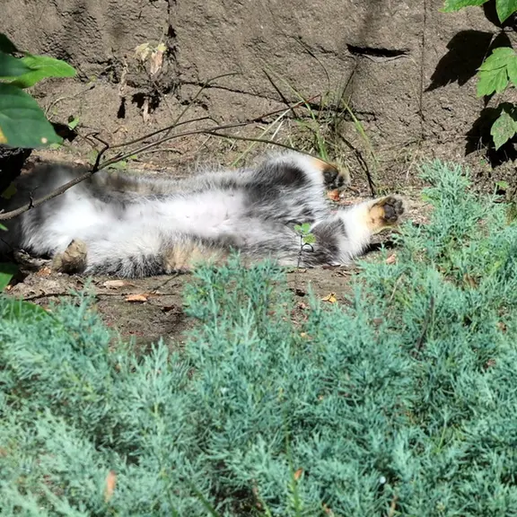 A photograph of a Pallas's cat in Moscow zoo