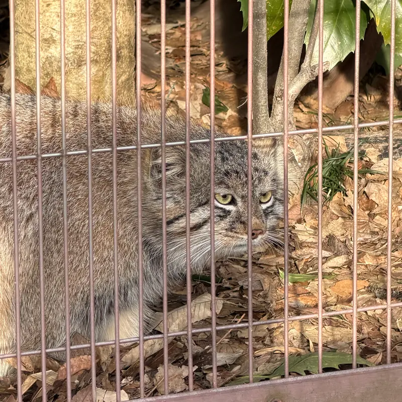 A photograph of a Pallas's cat in Higashiyama Zoo and Botanical Gardens