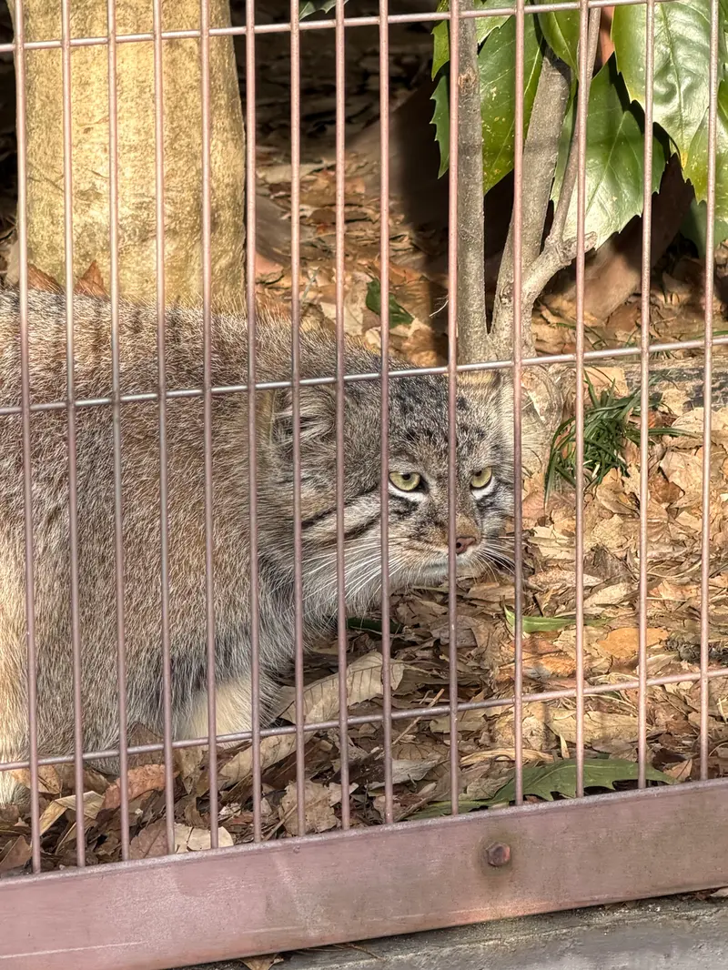 A photograph of a Pallas's cat in Higashiyama Zoo and Botanical Gardens