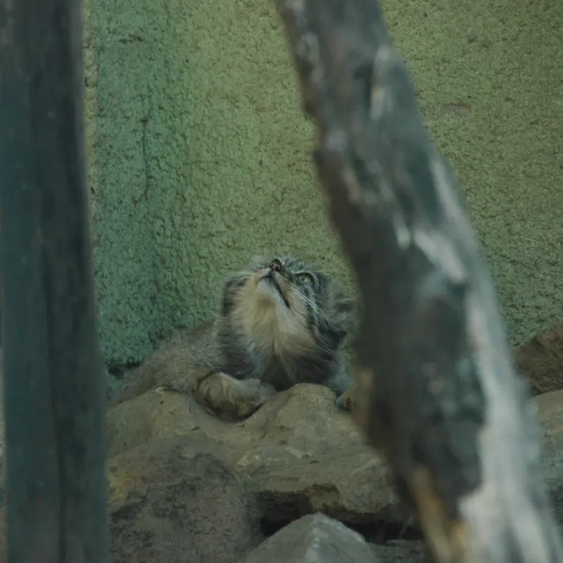 A photograph of Boris Ⅱ in Budapest Zoo & Botanical Garden