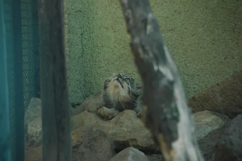 A photograph of Boris Ⅱ in Budapest Zoo & Botanical Garden