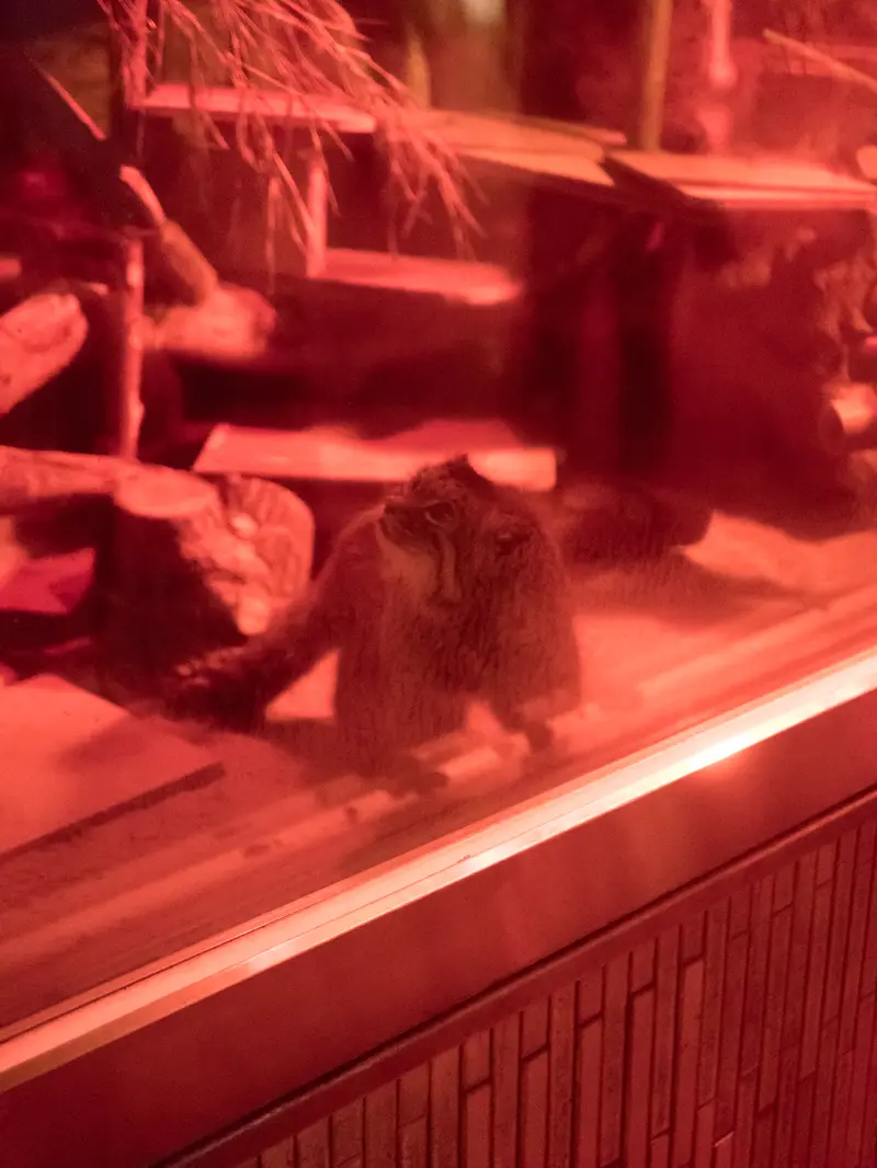 A photograph of Naim in Ueno Zoological Gardens