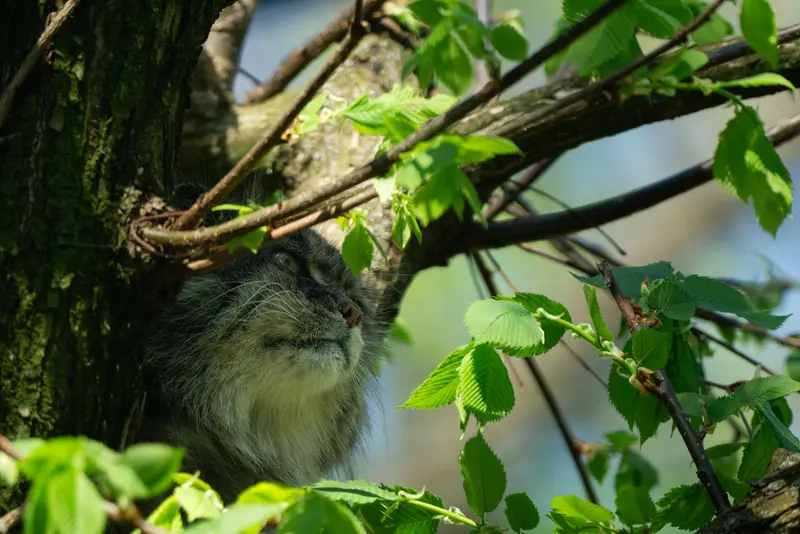 A photograph of Pazzo in Łódź Zoo
