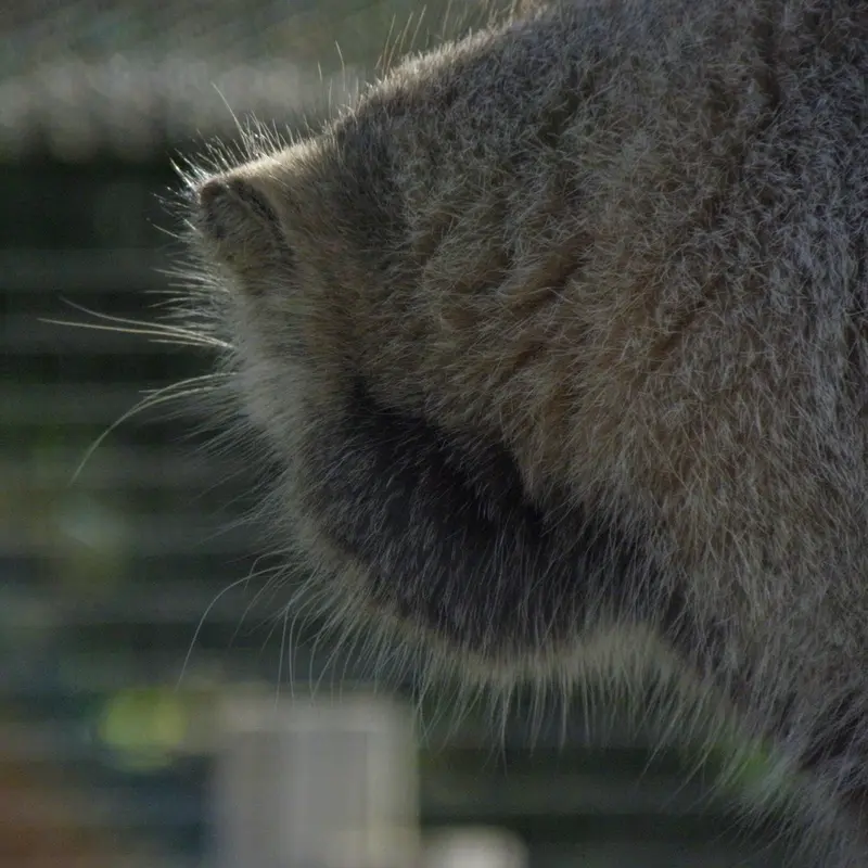 A photograph of a Pallas's cat in The Lakeland Wildlife Oasis
