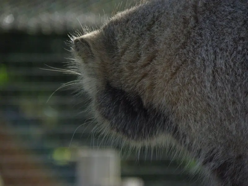 A photograph of a Pallas's cat in The Lakeland Wildlife Oasis