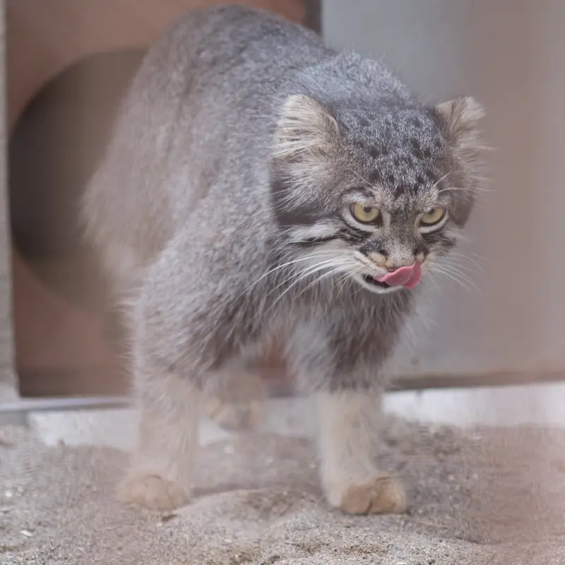 A photograph of Figa in Nogeyama Zoo