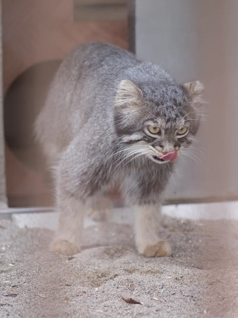 A photograph of Figa in Nogeyama Zoo