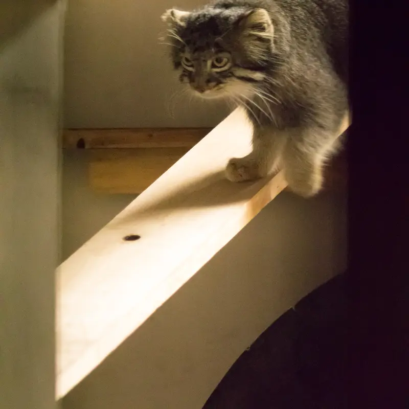 A photograph of Figa in Nogeyama Zoo