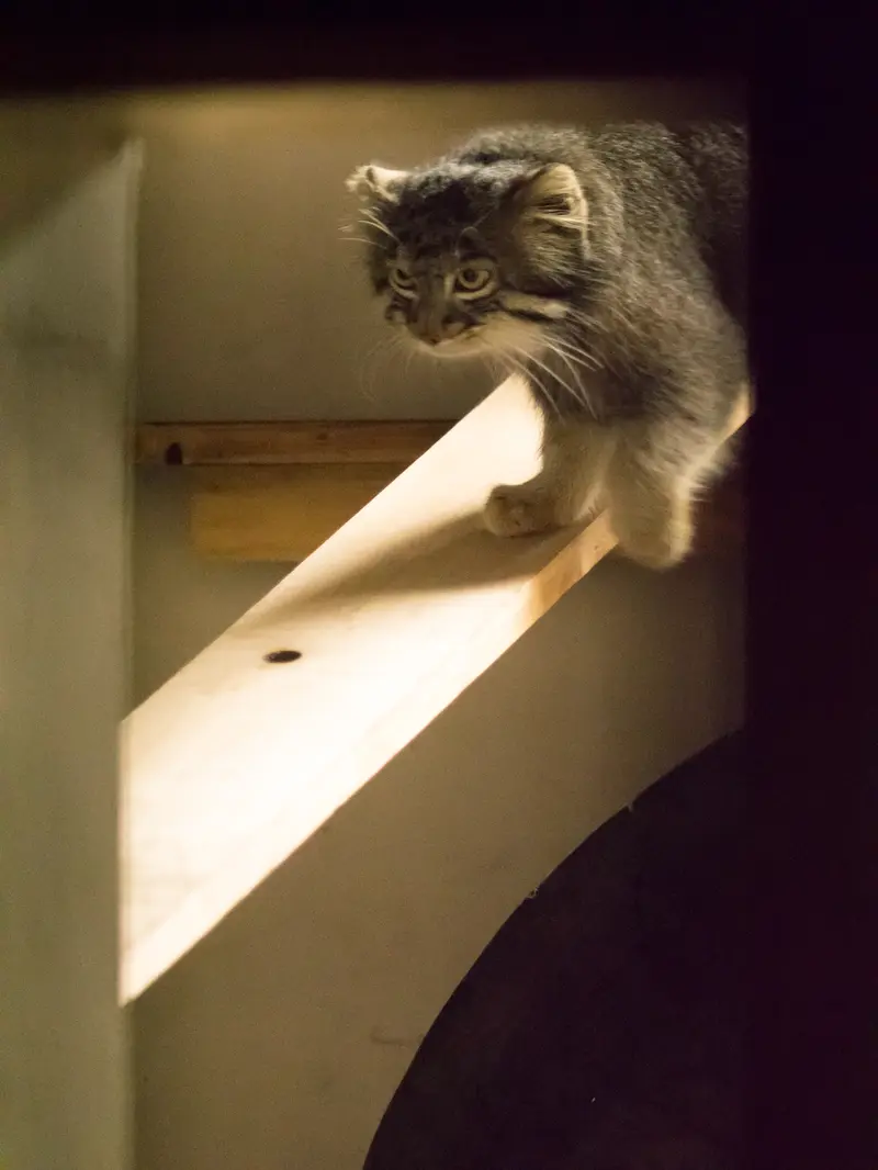 A photograph of Figa in Nogeyama Zoo