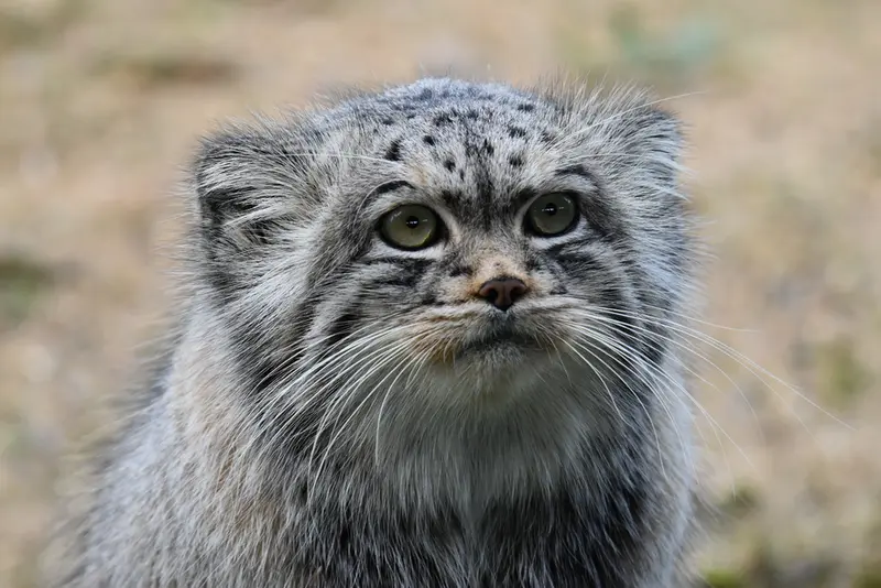 A photograph of Atlan in Port Lympne Wild Animal Park