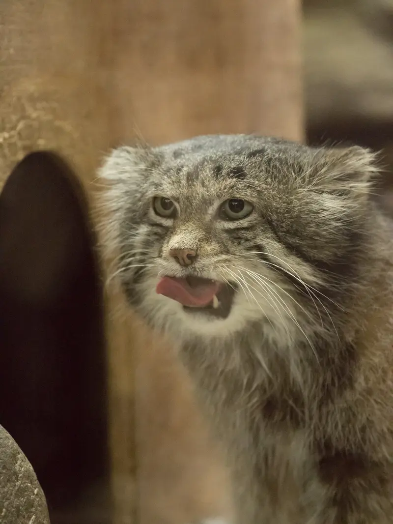 A photograph of Klyon in Ueno Zoological Gardens