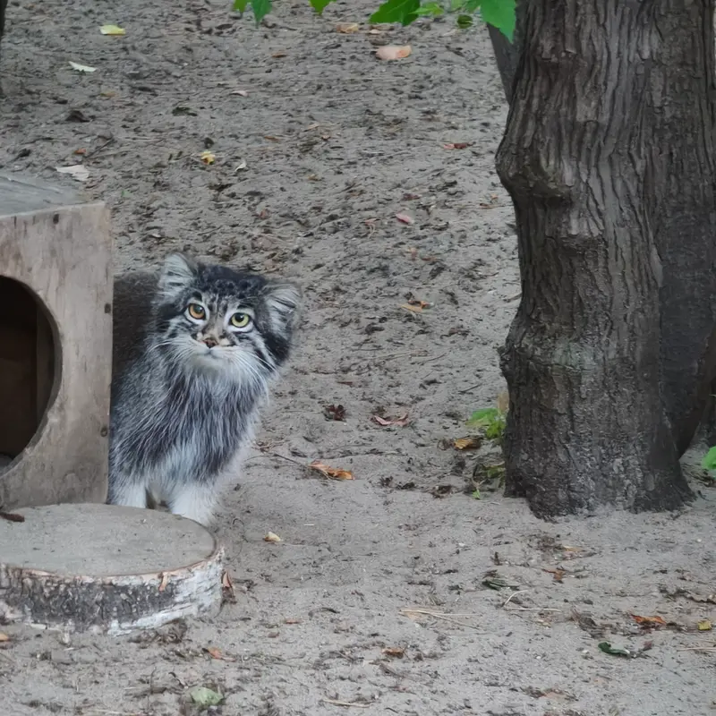 A photograph of Katun in Novosibirsk Zoo