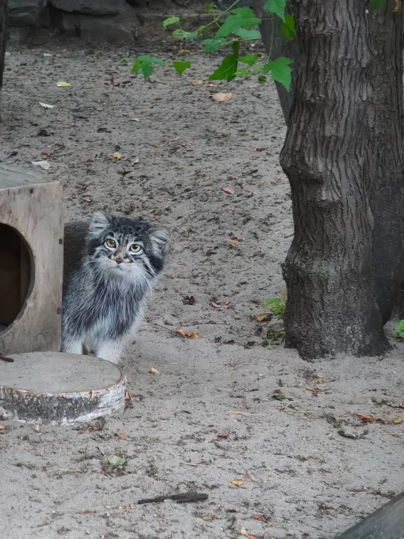 A photograph of Katun in Novosibirsk Zoo