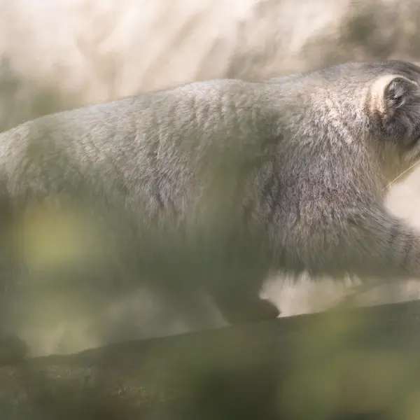 A photograph of Nagomu in Nasu Animal Kingdom