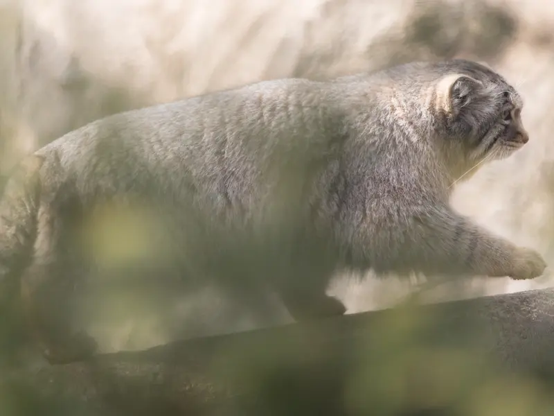 A photograph of Nagomu in Nasu Animal Kingdom
