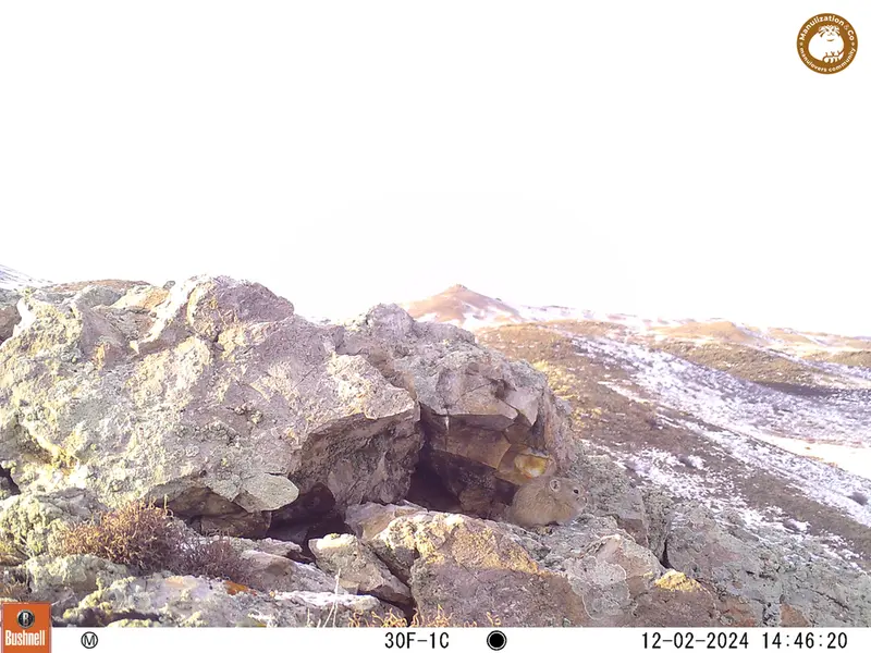 A photograph of Pika from Besshoky 1 camera trap