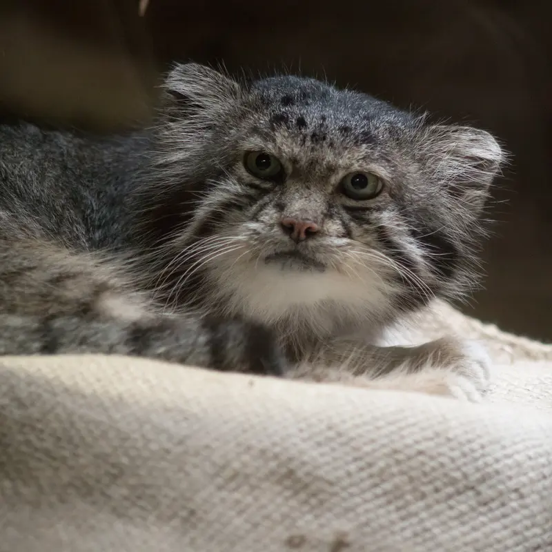 A photograph of Klyon in Ueno Zoological Gardens
