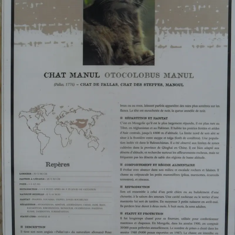 A photograph of a Pallas's cat in Le Domaine des Fauves