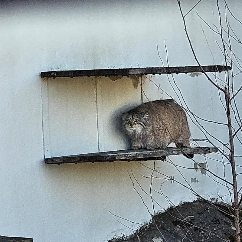 A photograph of Mimi in Korkeasaari Zoo