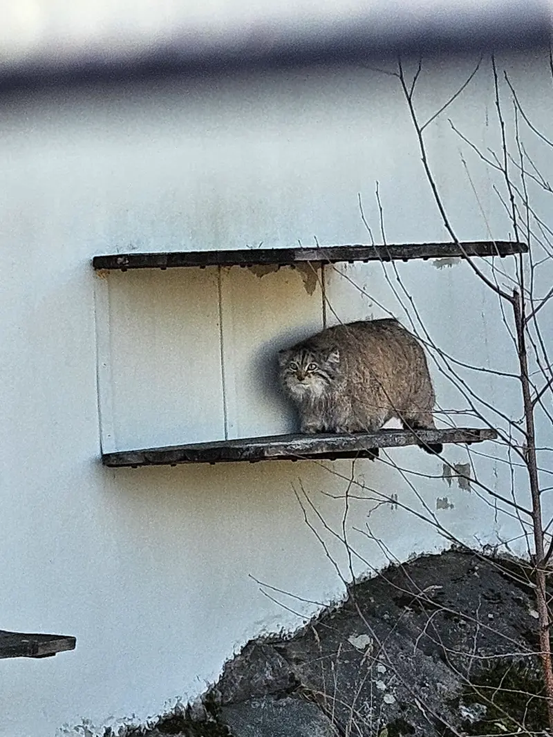 A photograph of Mimi in Korkeasaari Zoo