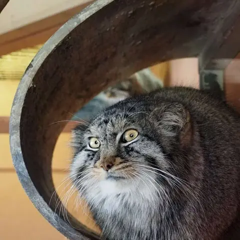 A photograph of Shar in Saitama Children's Zoo