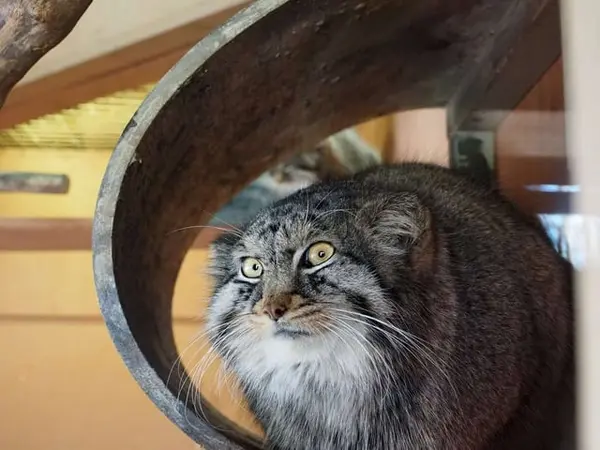 A photograph of Shar in Saitama Children's Zoo