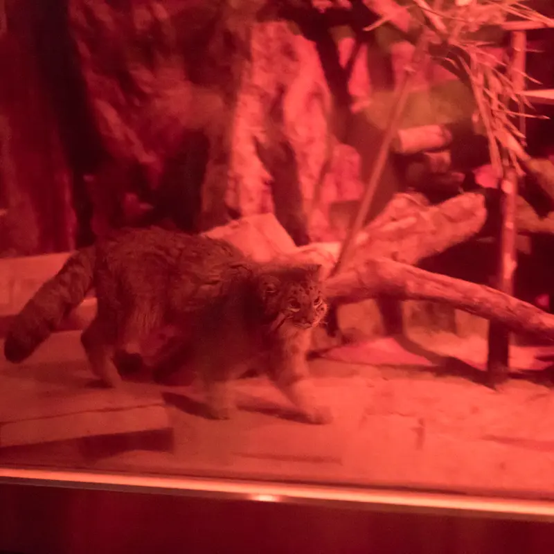 A photograph of Naim in Ueno Zoological Gardens