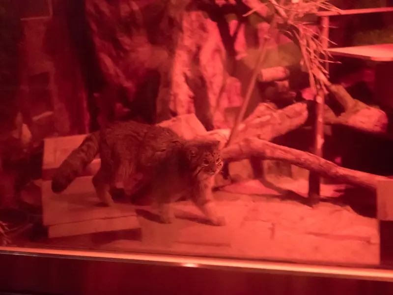 A photograph of Naim in Ueno Zoological Gardens