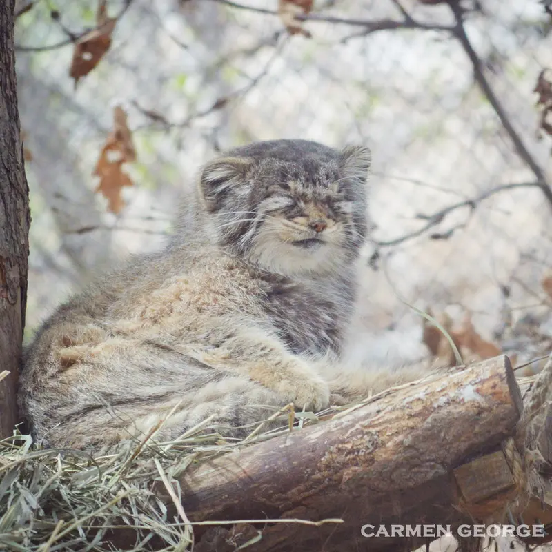 A photograph of Nadia in Cheyenne Mountain Zoo