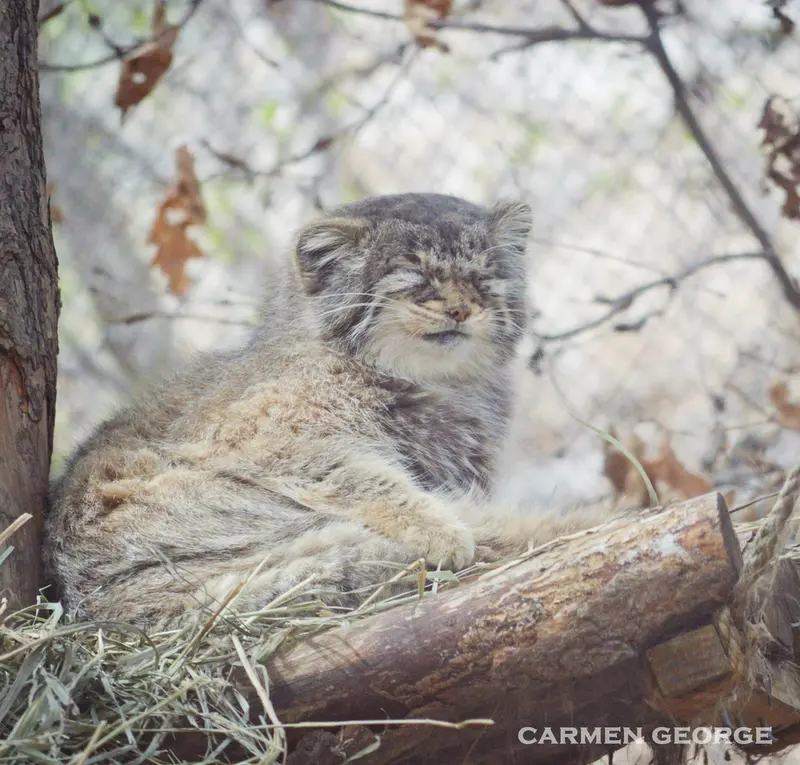 A photograph of Nadia in Cheyenne Mountain Zoo