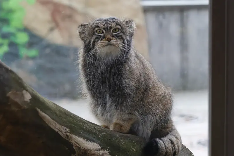 A photograph of Timofey in Moscow zoo