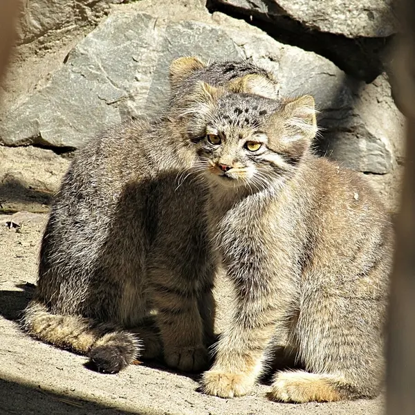 A photograph of a Pallas&#039;s cat in Novosibirsk Zoo