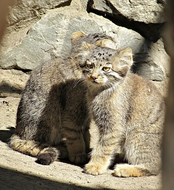 A photograph of a Pallas&#039;s cat in Novosibirsk Zoo