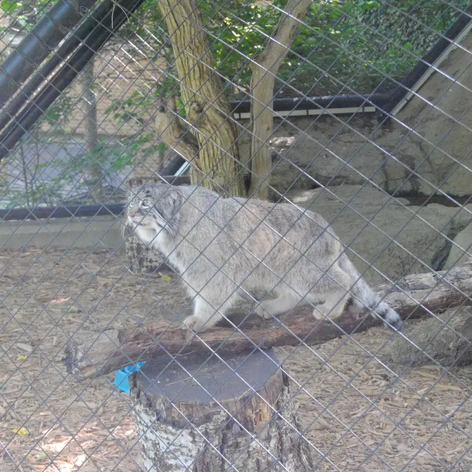 A photograph of Mushu in Cincinnati Zoo