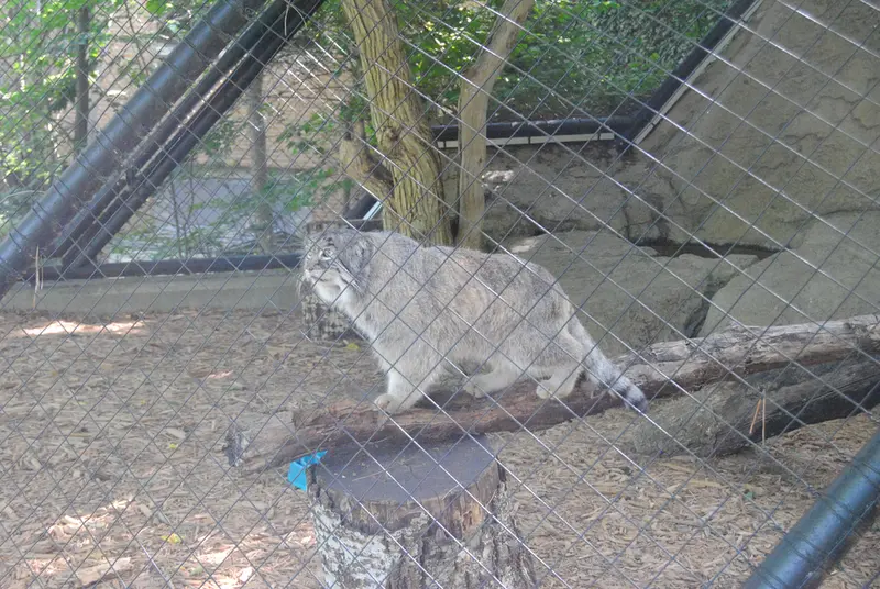 A photograph of Mushu in Cincinnati Zoo
