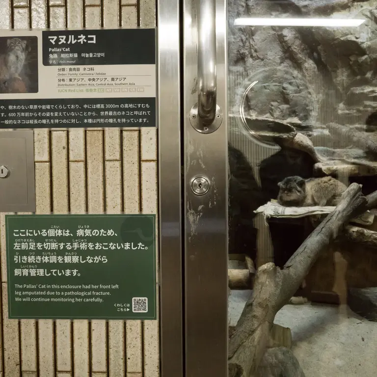 A photograph of Primula in Ueno Zoological Gardens