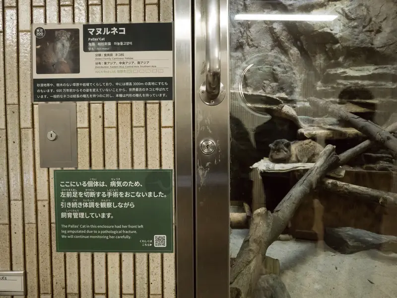 A photograph of Primula in Ueno Zoological Gardens