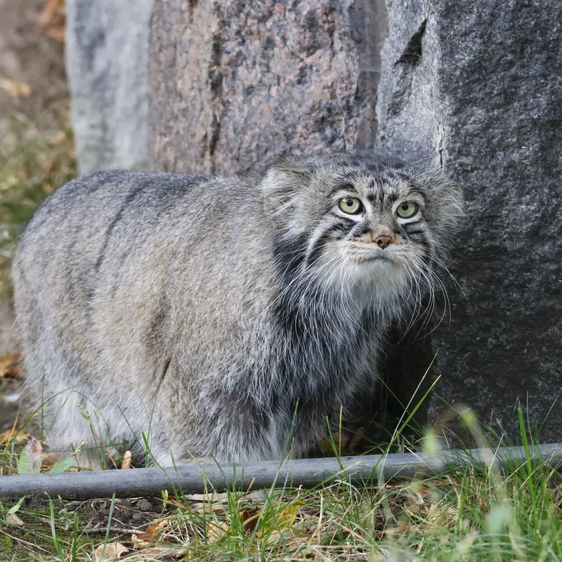 A photograph of a Pallas's cat