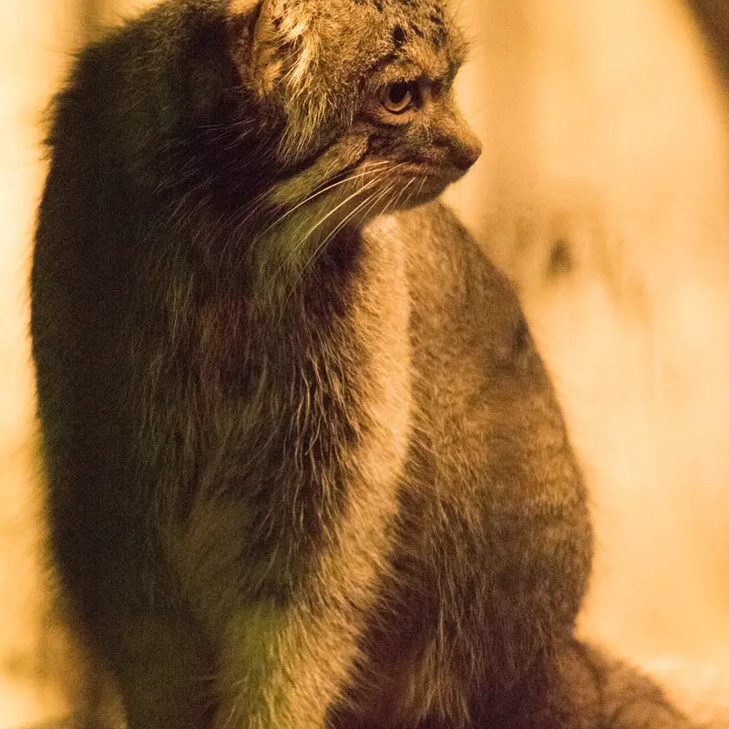 A photograph of Figa in Nogeyama Zoo
