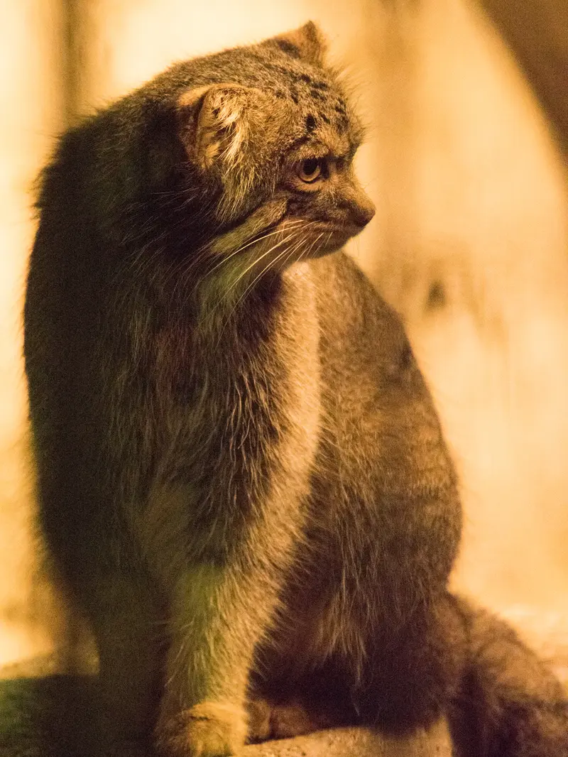 A photograph of Figa in Nogeyama Zoo