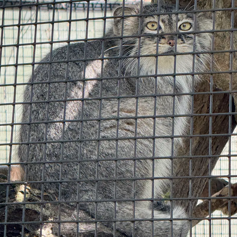 A photograph of Eevie in Niabi Zoo