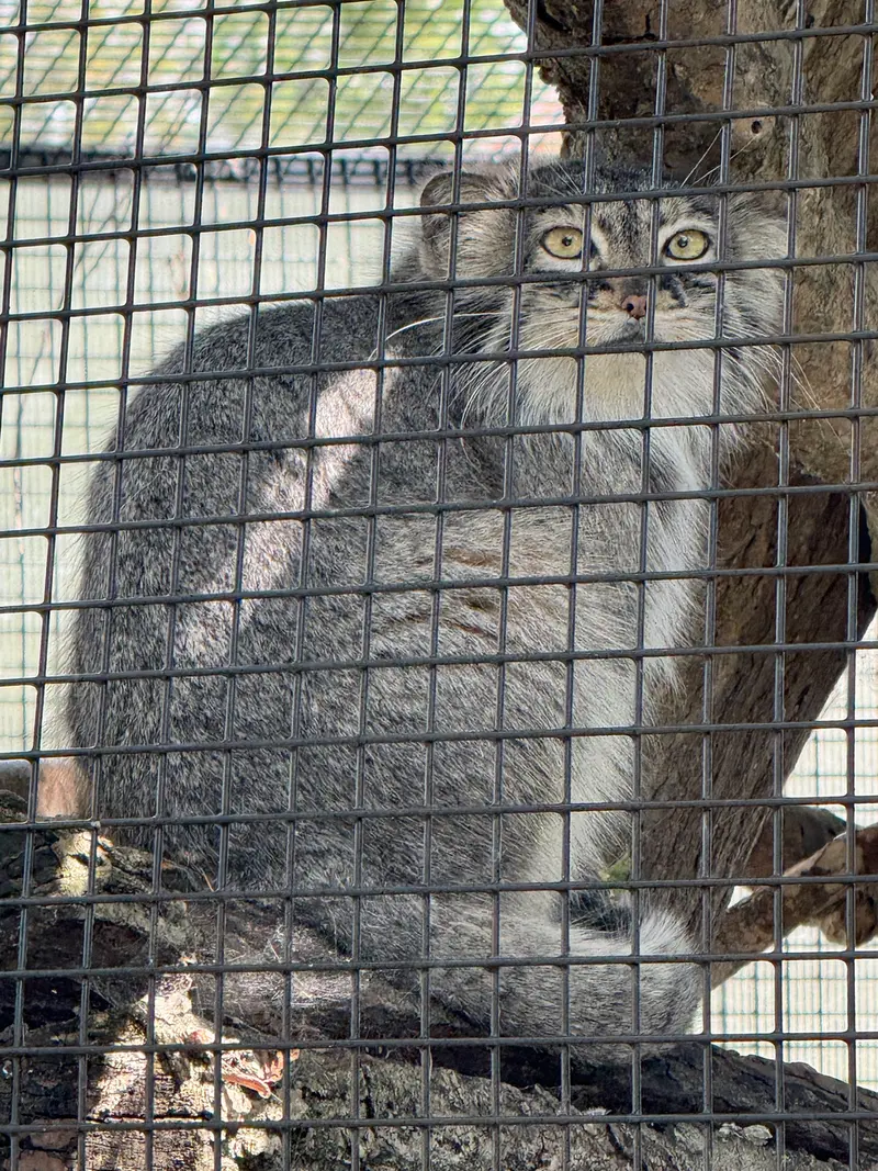 A photograph of Eevie in Niabi Zoo