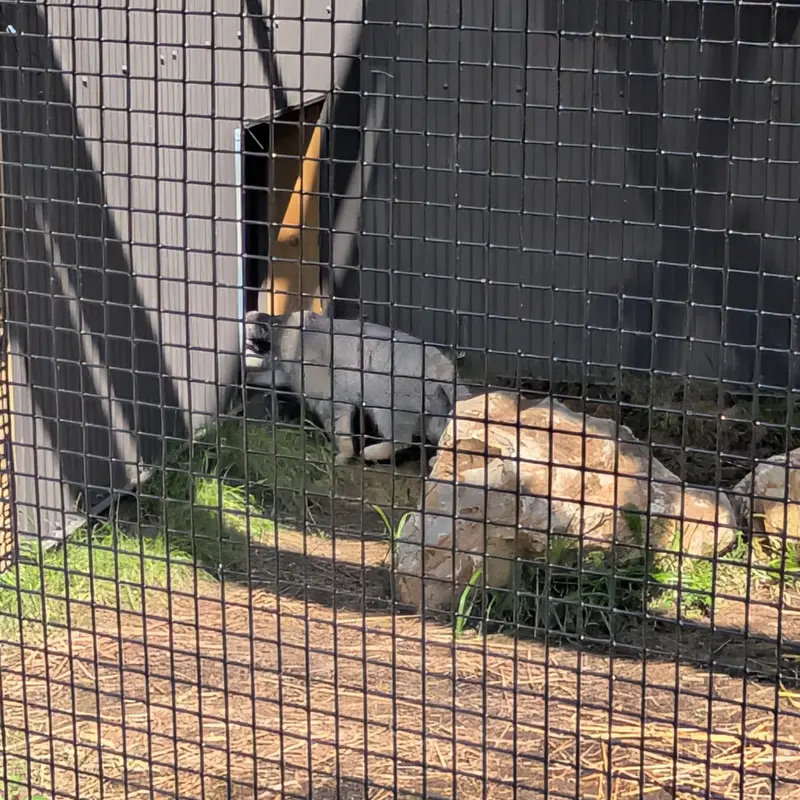 A photograph of a Pallas's cat in Elmwood Park Zoo