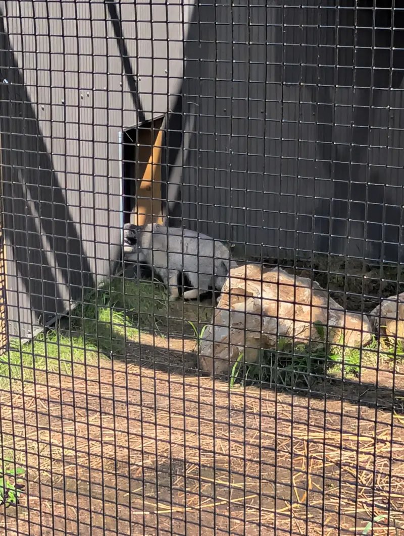 A photograph of a Pallas's cat in Elmwood Park Zoo